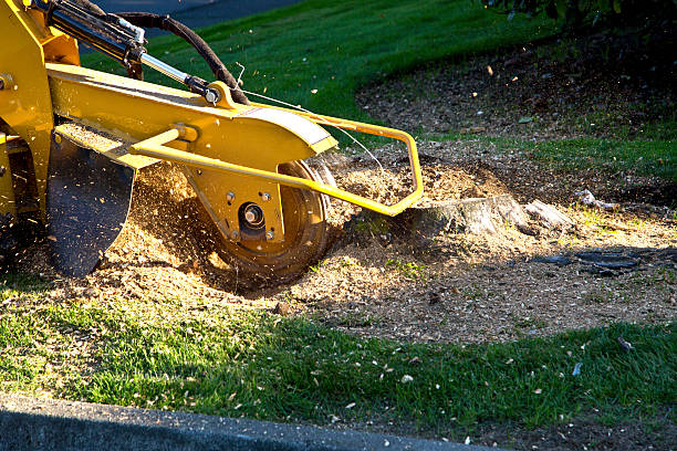 How Our Tree Care Process Works  in  Refugio, TX